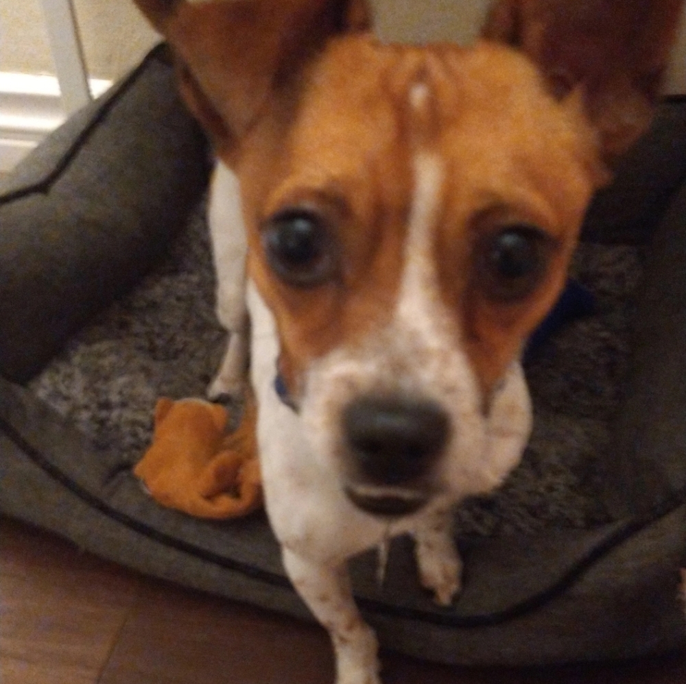 Meet your Posher, Milen